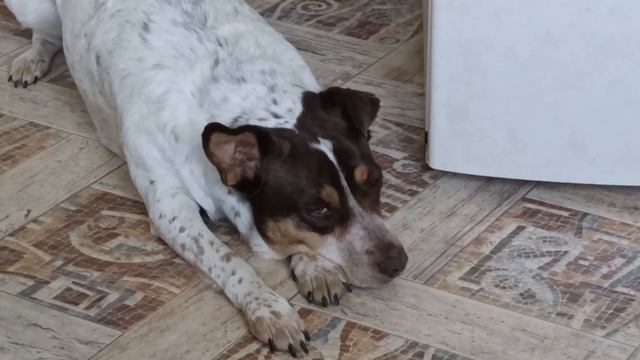 Люся ест Банан с Творогом🐕🍌 смотреть онлайн