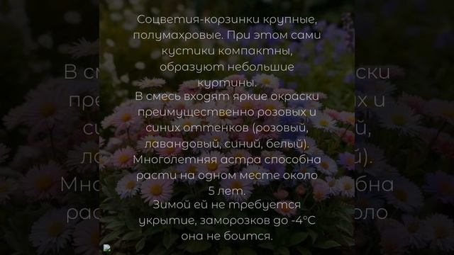 АСТРА МНОГОЛЕТНЯЯ АЛЬПИЙСКАЯ СМЕСЬ смотреть онлайн