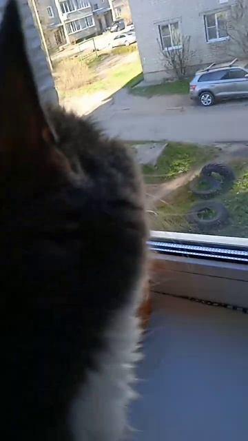 мой кот на подоконнике смотреть онлайн