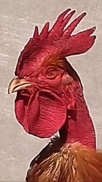 Твой сокамерник😂 #зеки #тюрьма #пика #заточка #масти #п смотреть онлайн