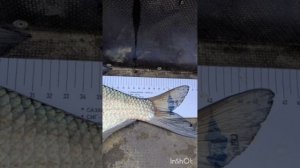 Рыбалка на Десне, весна 2025. "Язь 320", Yamaha F9.9FMHS