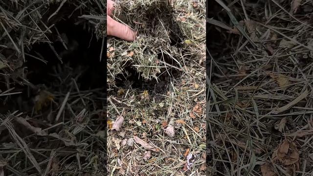 Можно ли мульчировать грядки весной? Сейчас проверим