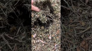 Можно ли мульчировать грядки весной? Сейчас проверим