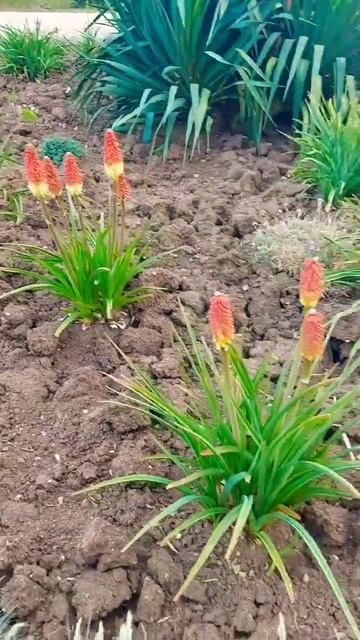 Юкка и растение , которое первый раз увидели ...#образов смотреть онлайн