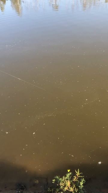 Вылов карпа!Платная рыбалка в Егорьевске/ Рыбалка в Тр смотреть онлайн