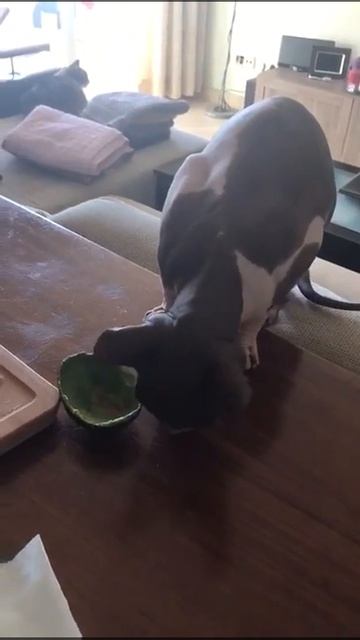 Сема ест авокадо смотреть онлайн