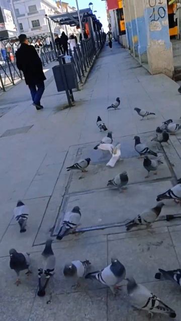 Алжир. Жизнь как она есть. #shorts #algeriа سطيف# смотреть онлайн