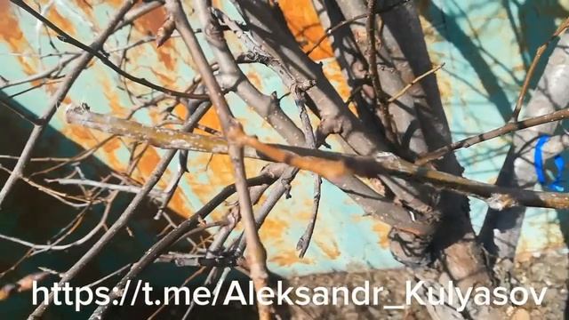 Груша NGO, Чингизидка, Просто Мария, Аббат Фетель, Уилла? смотреть онлайн