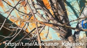 Груша NGO, Чингизидка, Просто Мария, Аббат Фетель, Уилла?