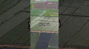 🌱 Китай превратил пустыню в лес: 45 000 км² озеленения!