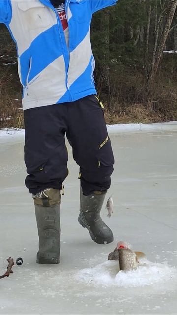 ВОТ ЭТО Я ЕЕ ПОЙМАЛ! ЩУКА НА ЖЕРЛИЦУ! РЫБАЛКА 2025 #рыбалк смотреть онлайн