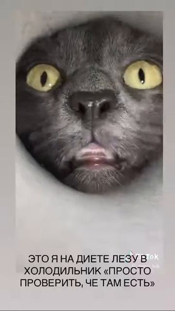 Кошка лезет в холодильник смотреть онлайн