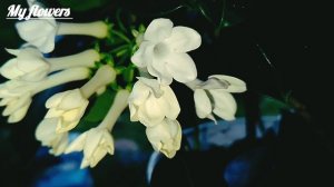 Стефанотис: секреты ухода за мадагаскарским жасмином.