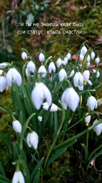 Выбери статус "Быть счастливым" смотреть онлайн