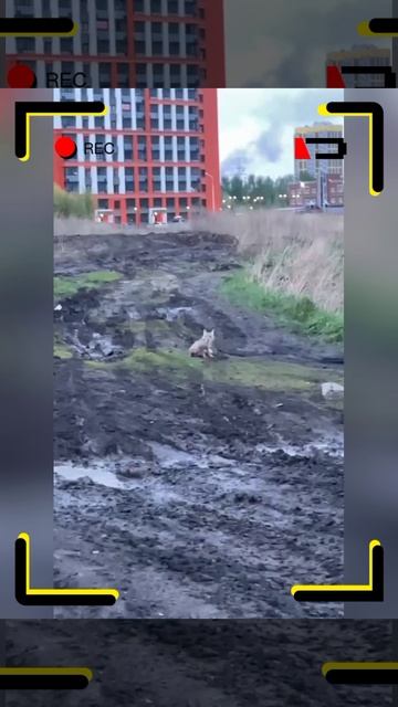 Kayo AU 200 и голодный Лис 🦊. Неожиданная встреча. смотреть онлайн