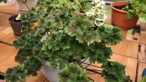 Пеларгония. Ю Марья Моревна. Зонартик