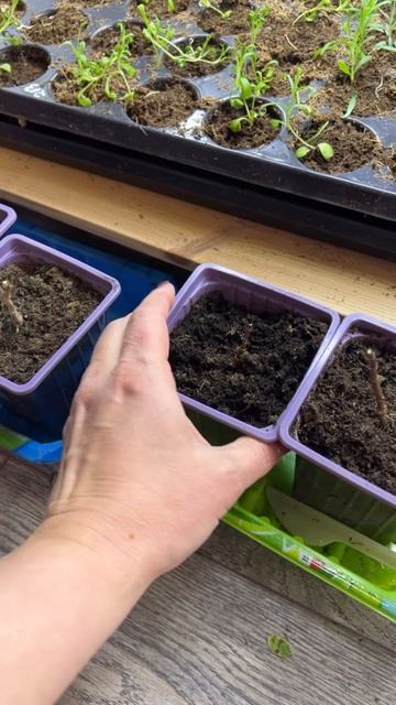 Черенкую гортензии зелёным черенком. гортензияметел?