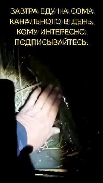 Рыбалка. Сом канальный-канадский в ночь. смотреть онлайн