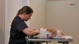 Выщипывание шерсти из уха собаки