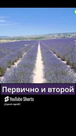 Лавандовые поля Крыма: для фотосессии или эфирного масла?