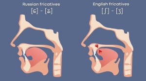 МФА таблица согласных звуков английского языка | IPA | с?