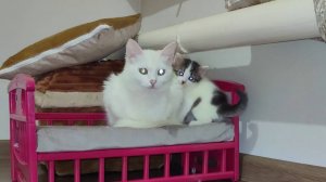 Мама кошка и котята отдихают ,кроме котенка Микки