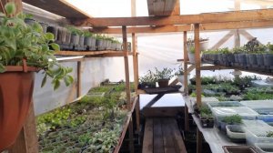 Дела тепличные.Зимняя теплица с черенками .