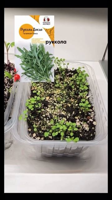 🍃 Подробнее в моем инстраграме: @katrin_chernukho #домашняяед смотреть онлайн