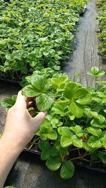 #рассада клубники Сирия среднего срока созревания смотреть онлайн