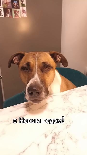 Собака с голосом Брежнева) Поздравляем с Новым Годом! # смотреть онлайн