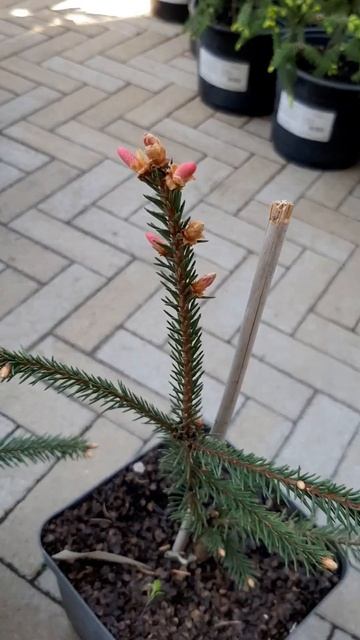🌲Редкая Ель Росеоспиката | Telegram: https://t.me/love_is_hvoiny_dvorik