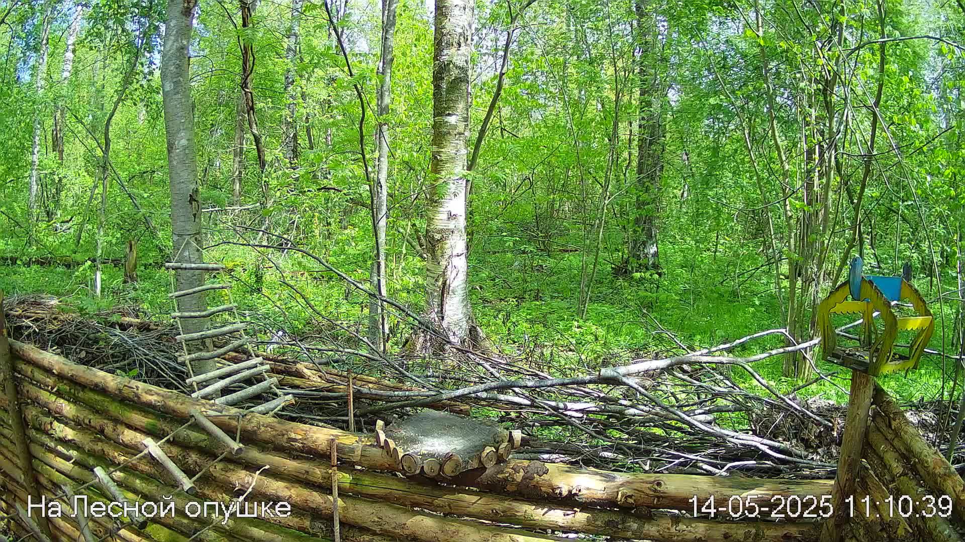 Весений лес онлайн   #Relaxing #природа #звуки леса #птицы  #погода