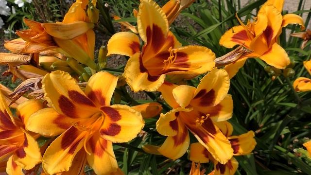 30 САМЫХ ЗАСУХОУСТОЙЧИВЫХ РАСТЕНИЙ ДЛЯ СОЛНЕЧНЫХ МЕСТ смотреть онлайн