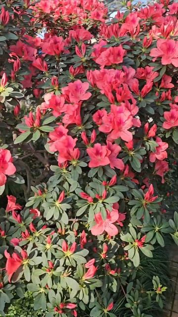 Азалії квітнуть в Національному ботанічному саду іме? смотреть онлайн