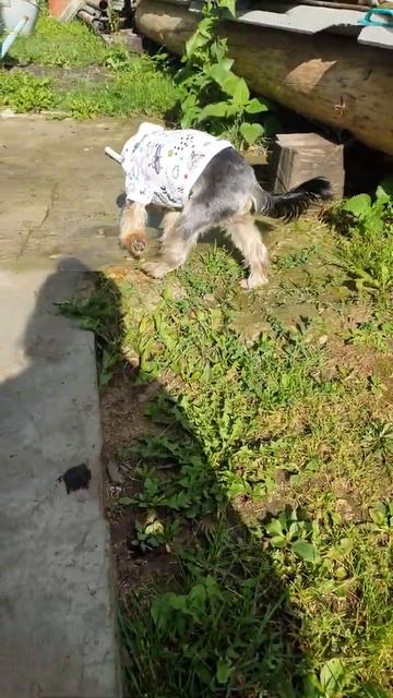 Йоркширский терьер ест траву. Не собака ,а коза . смотреть онлайн