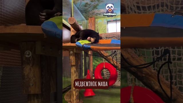 🐻 Медвежонок Маша — изобретательная малышка, которая каждый день придумывает новые способы игры.