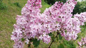 LILAC СИРЕНЬ