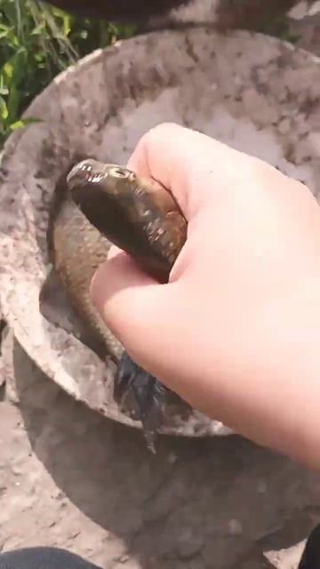 поймал всего 3 карася смотреть онлайн