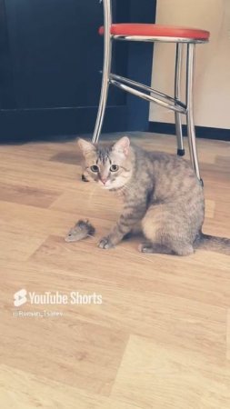мысли кота 😊 #shorts