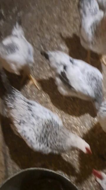 чем я пропаеваю кур от глистов смотреть онлайн