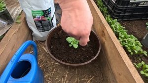 Посадка петхоа!! Оптимальный объём грунта для пышного