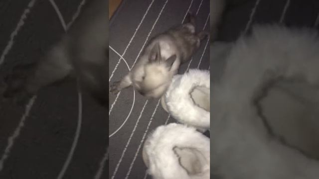 Ручной карликовый кролик Илюша))))))