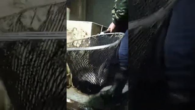 16.10.2024 г. КРХ " БЕЛАЯ ДАЧА " , 1-ая партия приехала, запуск смотреть онлайн