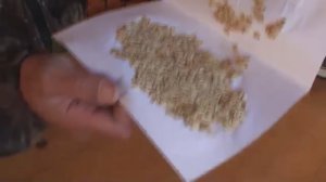 Лучшая насадка при ловле карася!