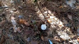 собираю белые грибы поехал в лес за грибами погодка отличная