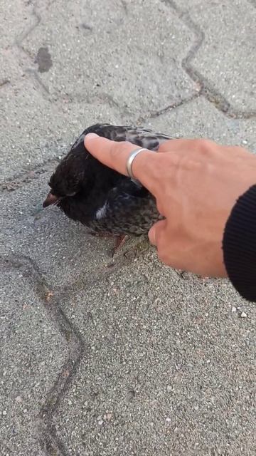 птенец голубя, слабоопереный. не видел птенцов голубе? смотреть онлайн