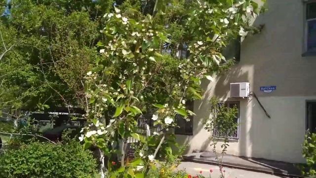 Теща и зять родственники? Анекдот. смотреть онлайн