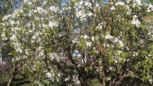 Май. Расцвел сибирский огород.