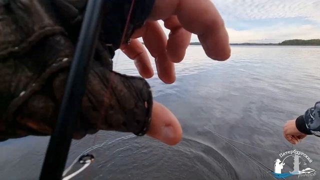 #83 #спиннинг Осенняя рыбалка на Вуоксе смотреть онлайн