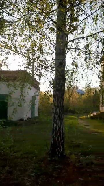 Берёза белая... смотреть онлайн